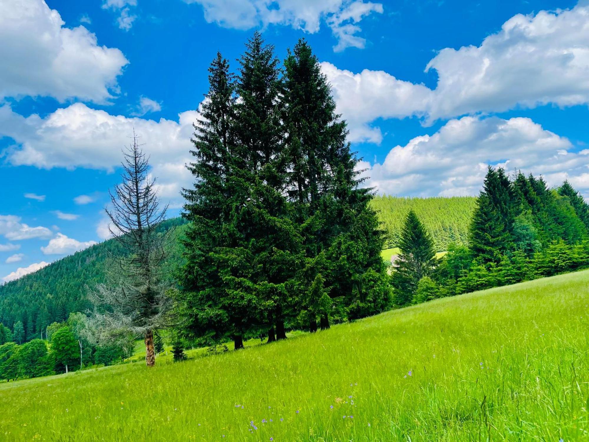 Gorska Cisza - Duzy, Komfortowy, Wyjatkowy Apartament Stronie Śląskie Buitenkant foto