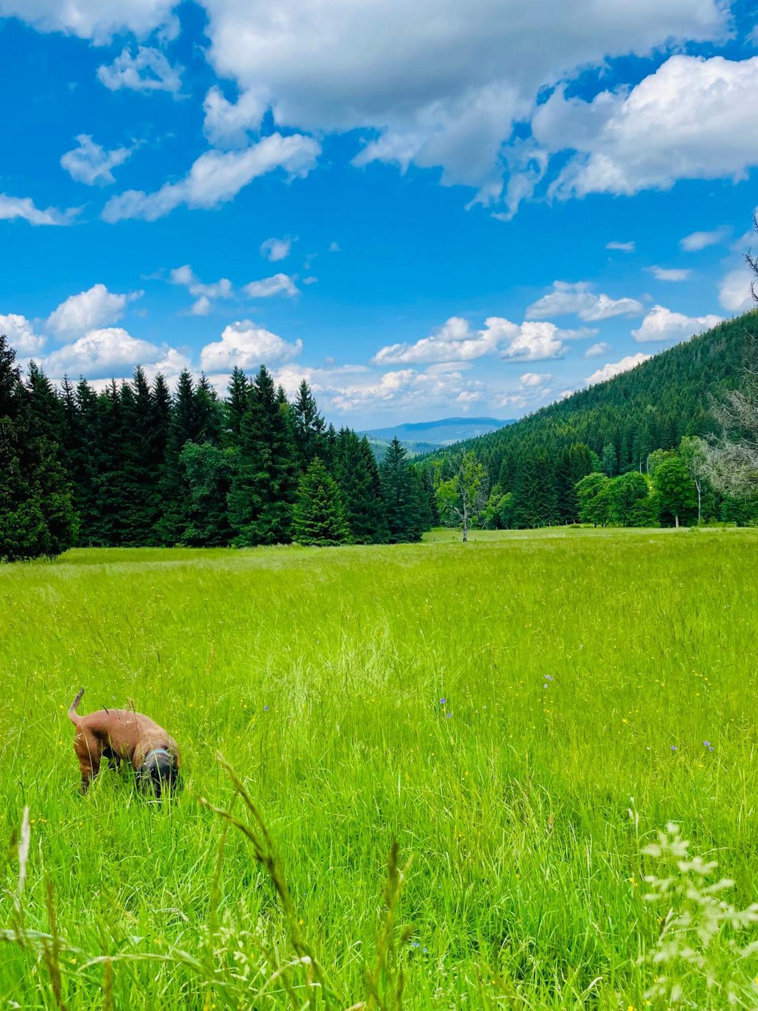 Gorska Cisza - Duzy, Komfortowy, Wyjatkowy Apartament Stronie Śląskie Buitenkant foto