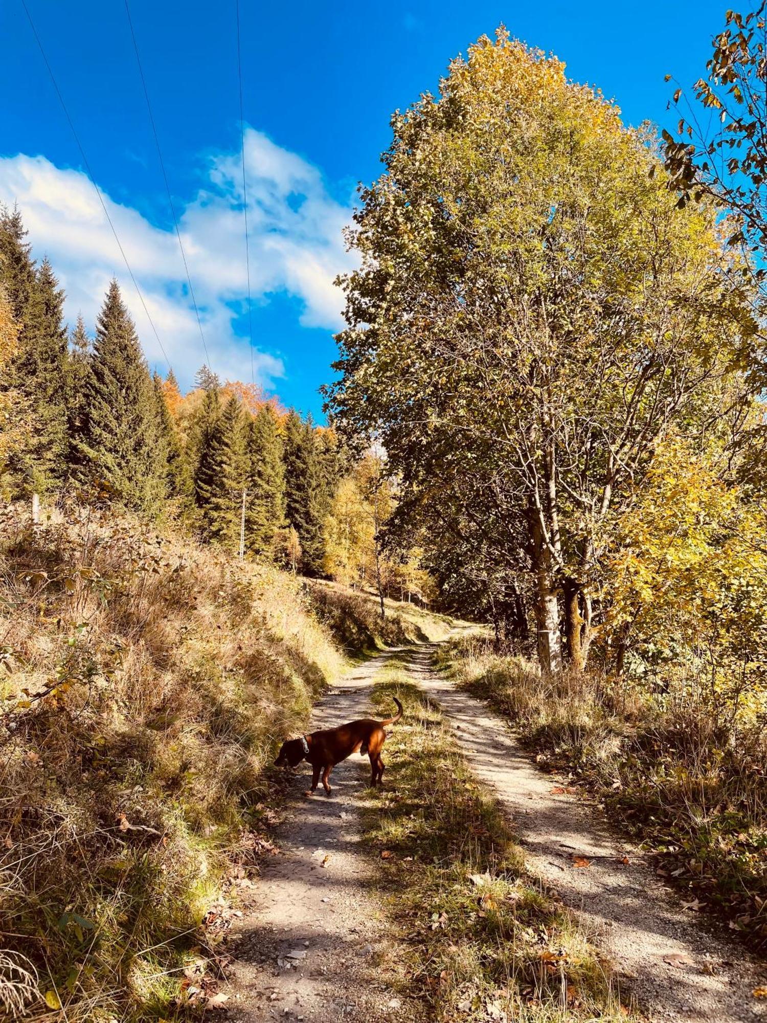 Gorska Cisza - Duzy, Komfortowy, Wyjatkowy Apartament Stronie Śląskie Buitenkant foto